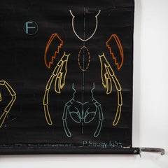 1953 Dr Auzoux French Educational Chart, P.Sougy, La Sauterelle Verte S44