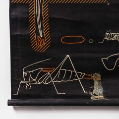 1953 Dr Auzoux French Educational Chart - P.Sougy - Sauterelle 'Grasshopper' S45