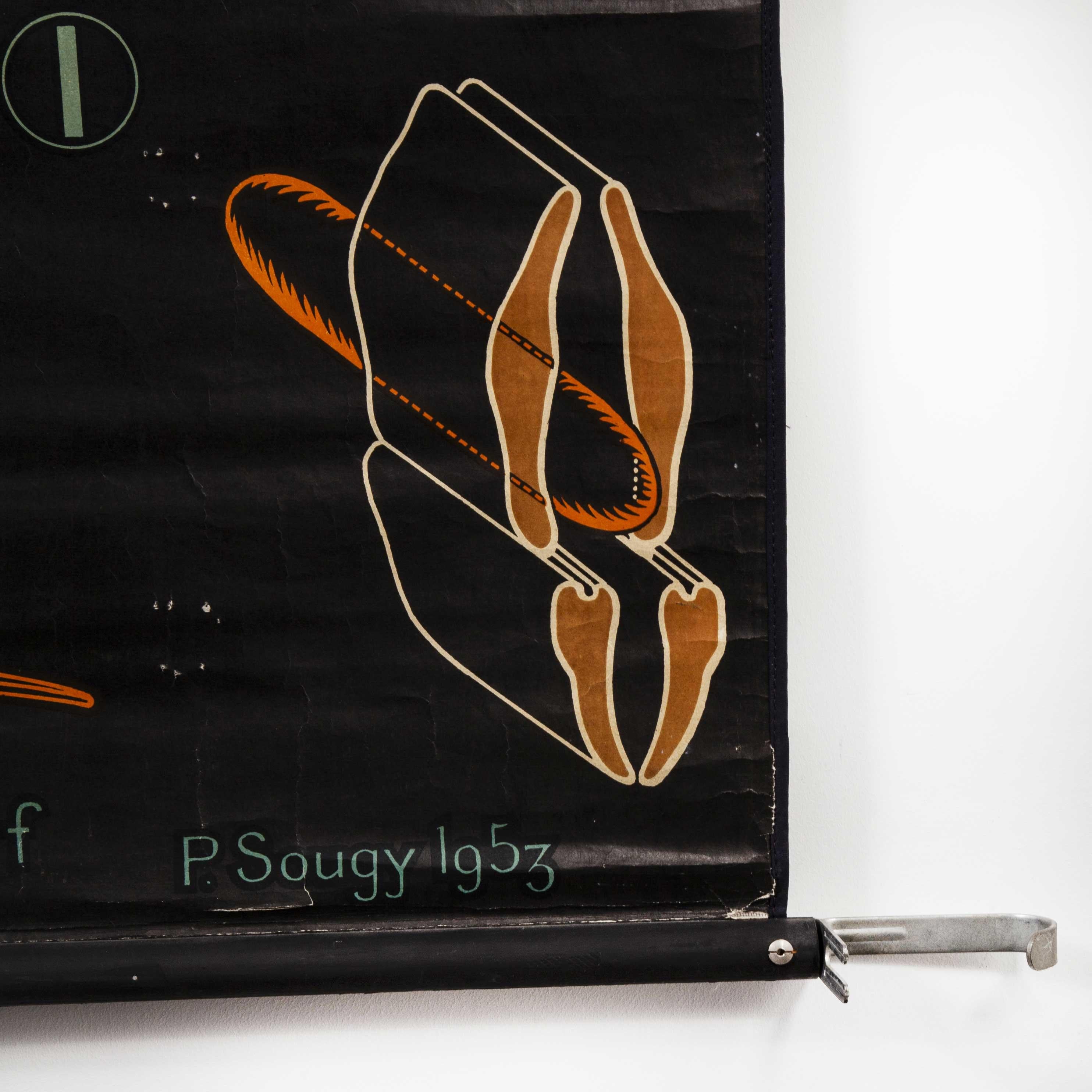 Mid-20th Century 1953 Dr Auzoux French Educational Chart - P.Sougy - Sauterelle 'Grasshopper' S45