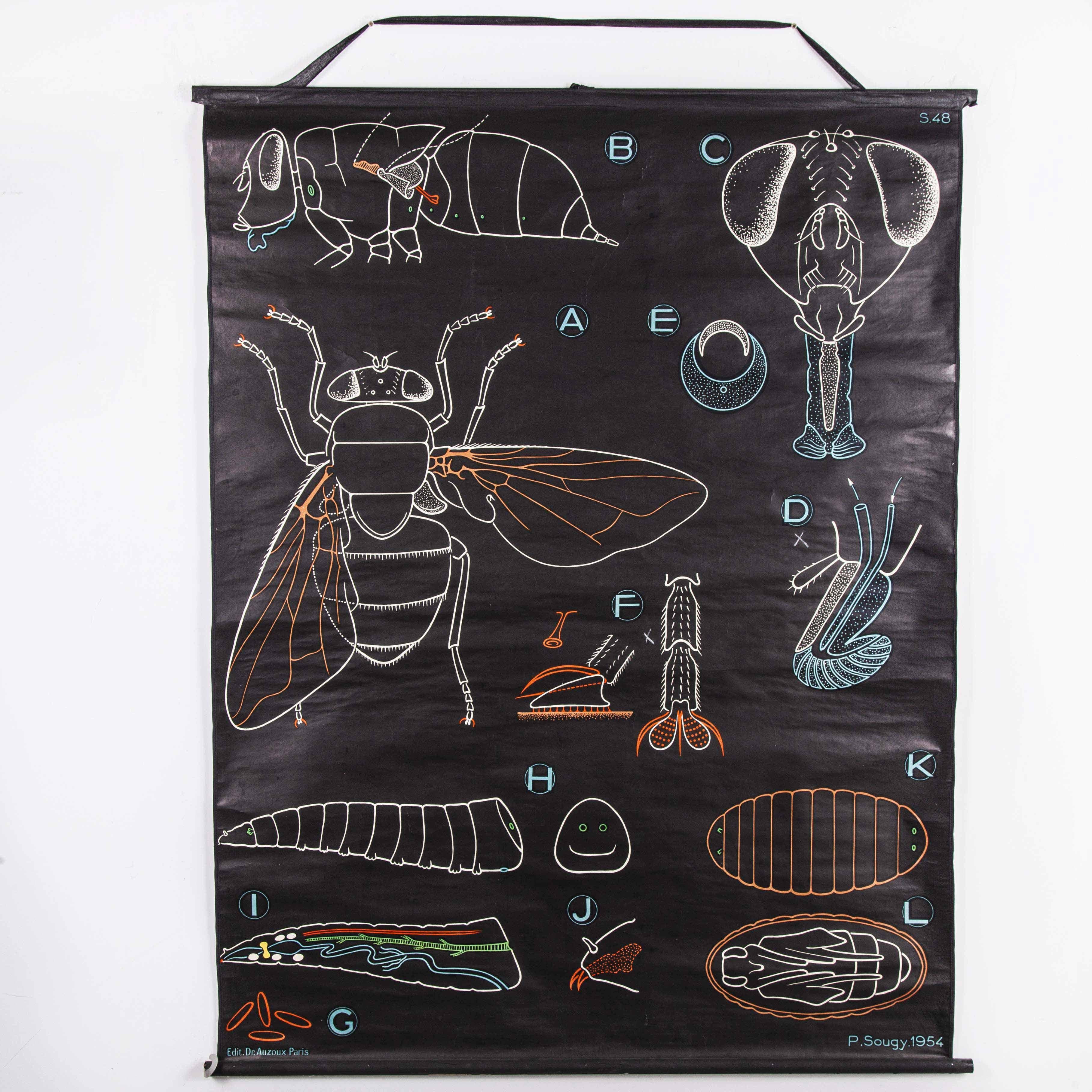 1954 Dr Auzoux French educational chart – P.Sougy – Mouche (Fly) S47
1954 Dr Auzoux French educational chart – P.Sougy – Mouche (Fly) S47. In the 1940s Paul Sougy, a gifted illustrator and curator of natural history at the Orleans Science Museum,