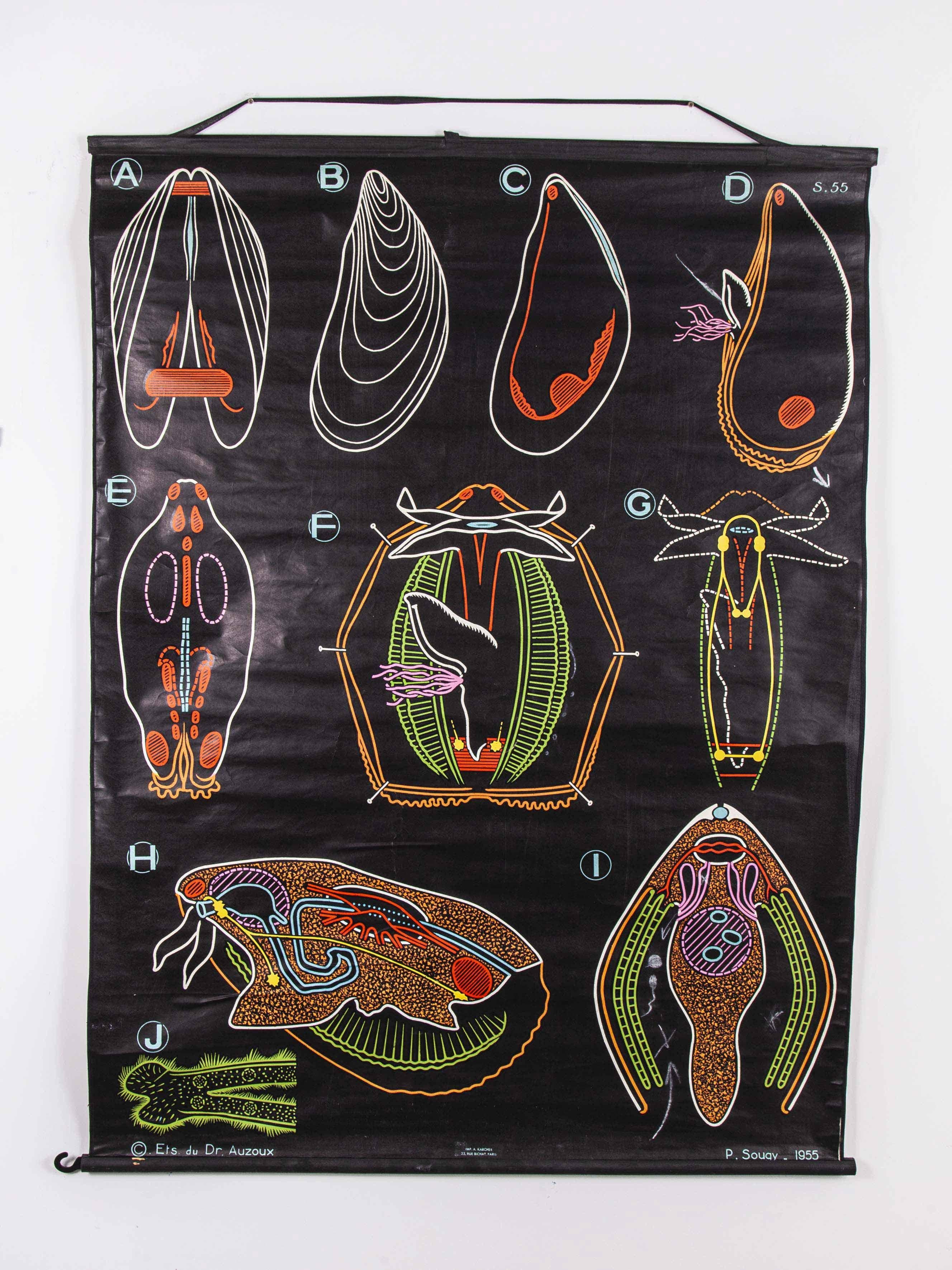 1955 Dr Auzoux French educational chart – P.Sougy – La Moule (Mussel) S55
1955 Dr Auzoux French educational chart – P.Sougy – La Moule (Mussel) S55. In the 1940s Paul Sougy, a gifted illustrator and curator of natural history at the Orleans Science