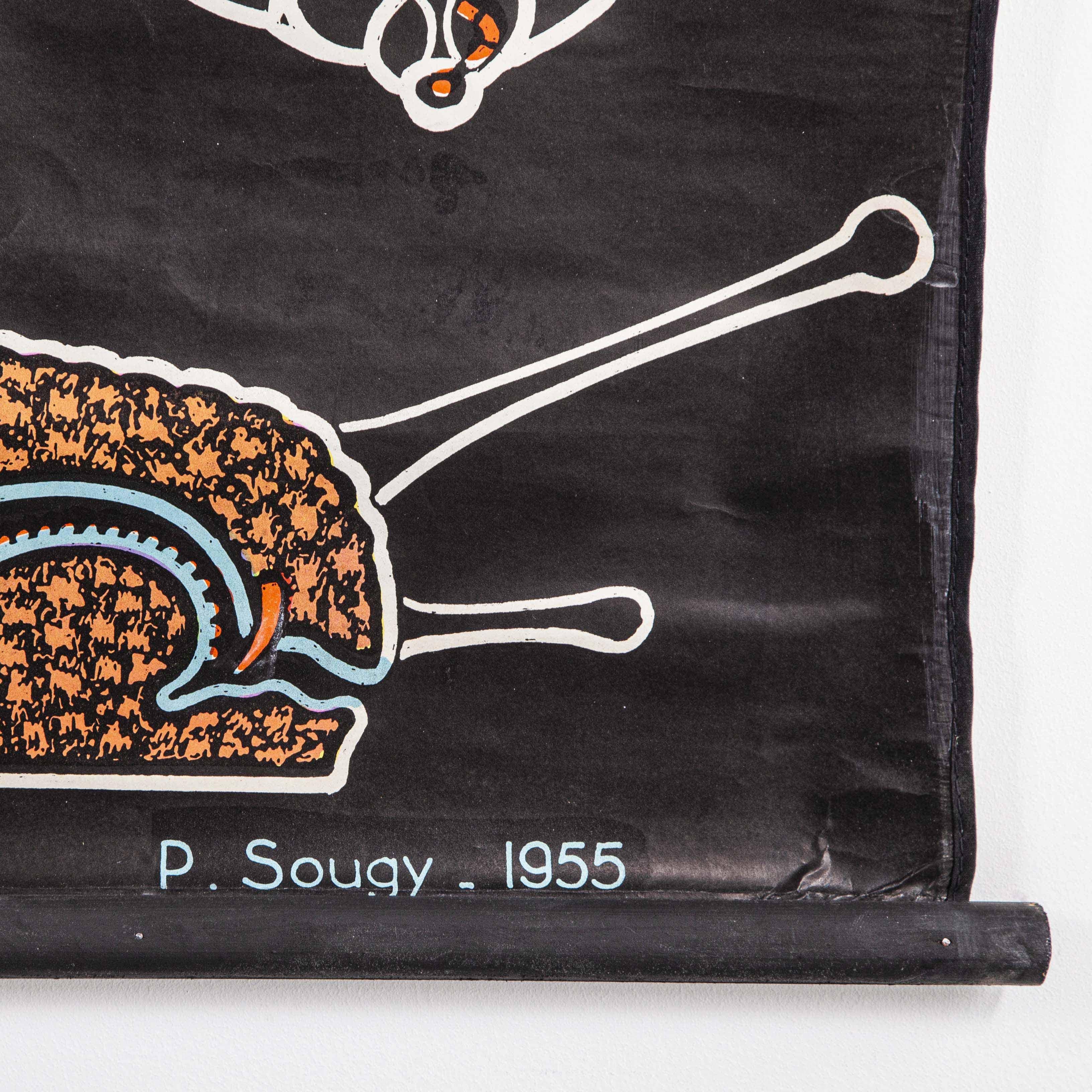 1955 Dr Auzoux French Educational Chart, P.Sougy, L'Escargot 'Snail' S54 3