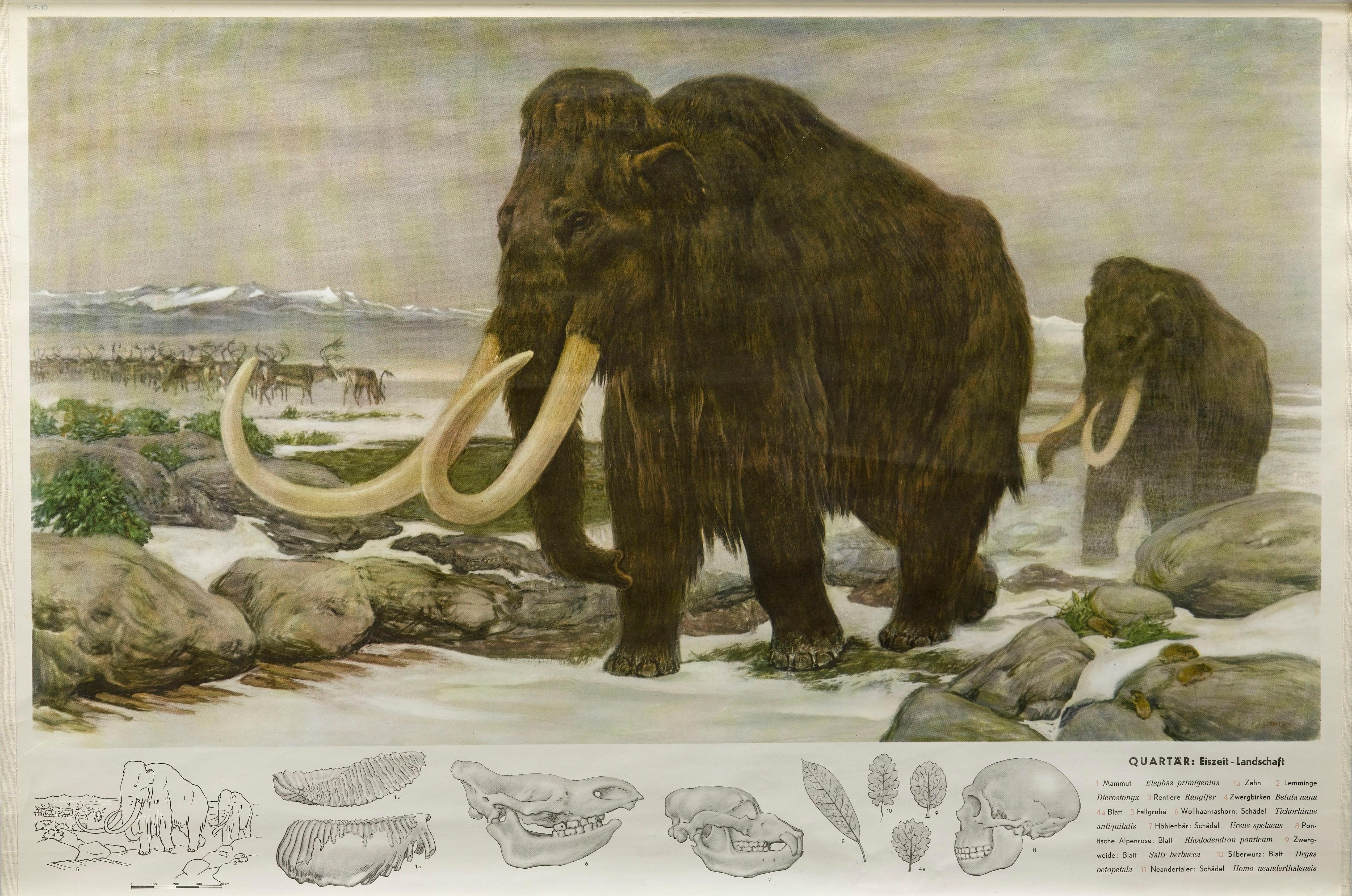 1955 „Quaternary: Ice-Age Landscape“ Wolle Mammoth Vintage Wandbehang  (Moderne der Mitte des Jahrhunderts) im Angebot