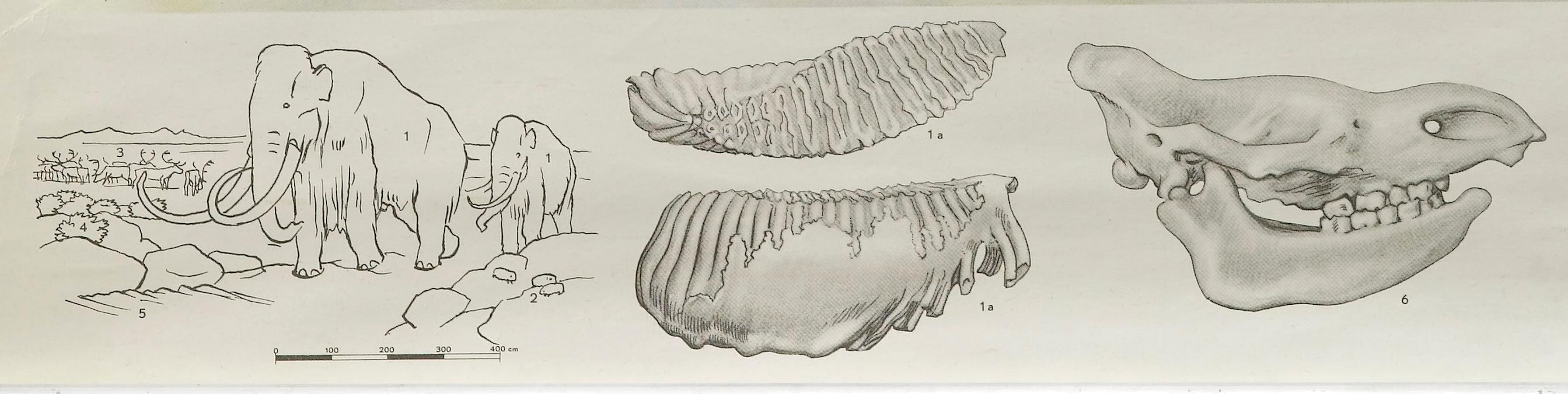 1955 „Quaternary: Ice-Age Landscape“ Wolle Mammoth Vintage Wandbehang  (Österreichisch) im Angebot