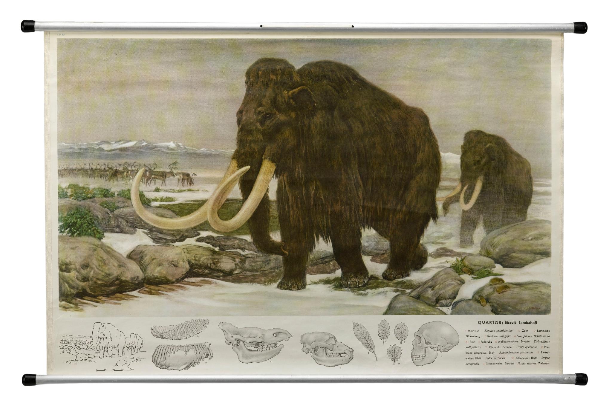 1955 „Quaternary: Ice-Age Landscape“ Wolle Mammoth Vintage Wandbehang  (Mitte des 20. Jahrhunderts) im Angebot