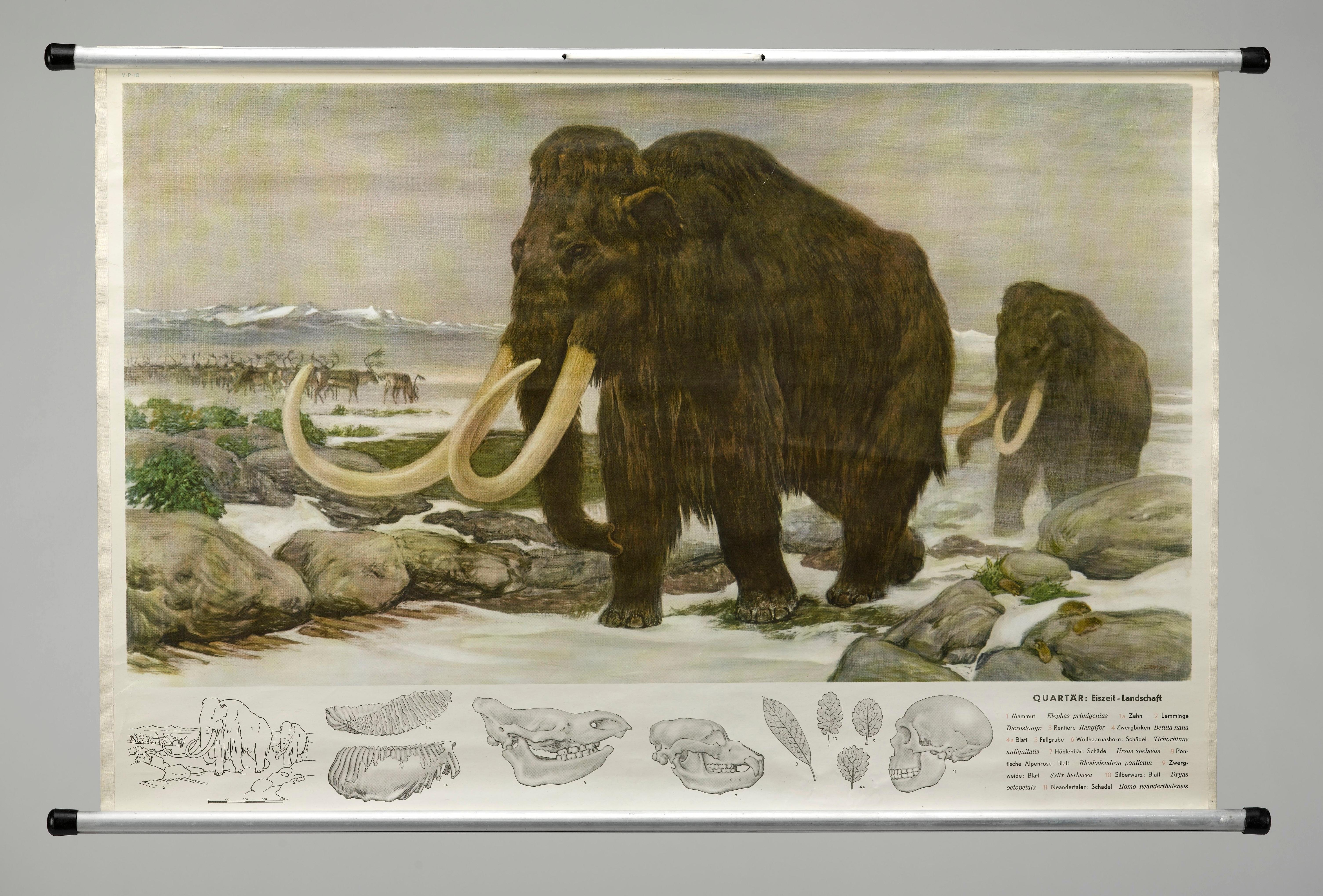 1955 „Quaternary: Ice-Age Landscape“ Wolle Mammoth Vintage Wandbehang  (Metall) im Angebot