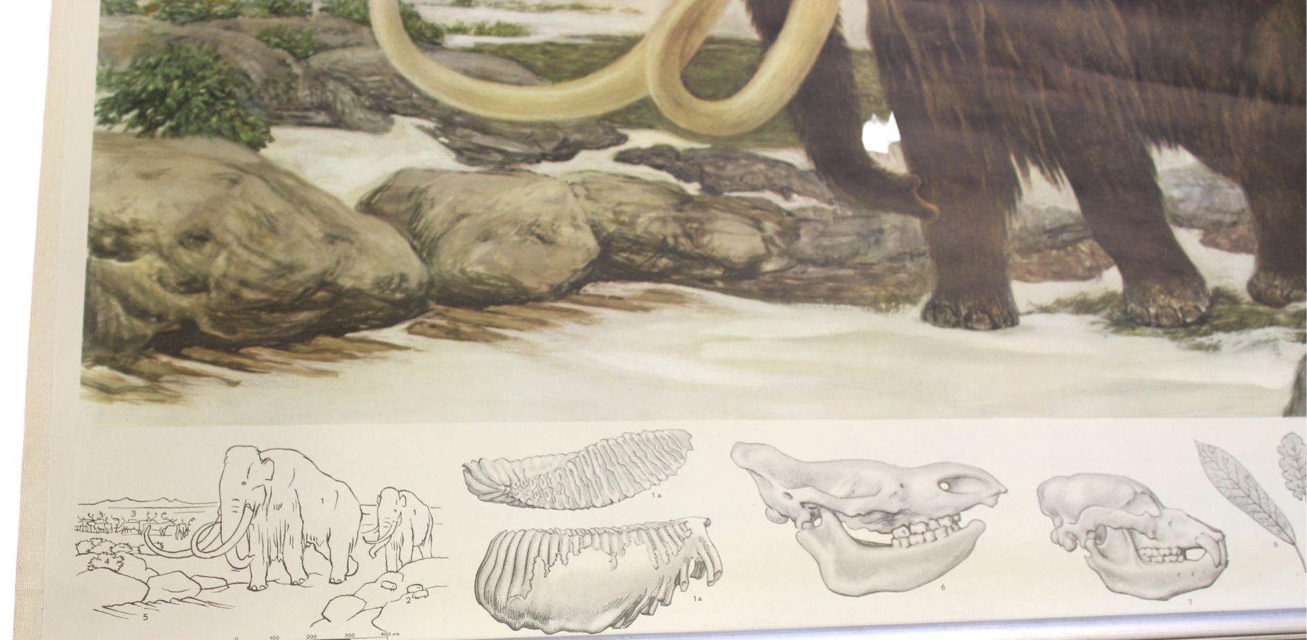 1955 „Quaternary: Ice-Age Landscape“ Wolle Mammoth Vintage Wandbehang  im Angebot 2