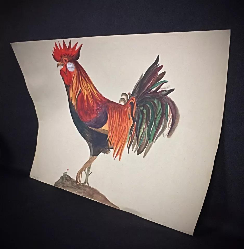 Cette aquarelle de 1958 de J. René Rommel représente une nature morte détaillée d'un coq, mettant en évidence le style caractéristique de Rommel et son attention particulière aux détails naturels. Mesurant 29 cm de hauteur et 42 cm de longueur,