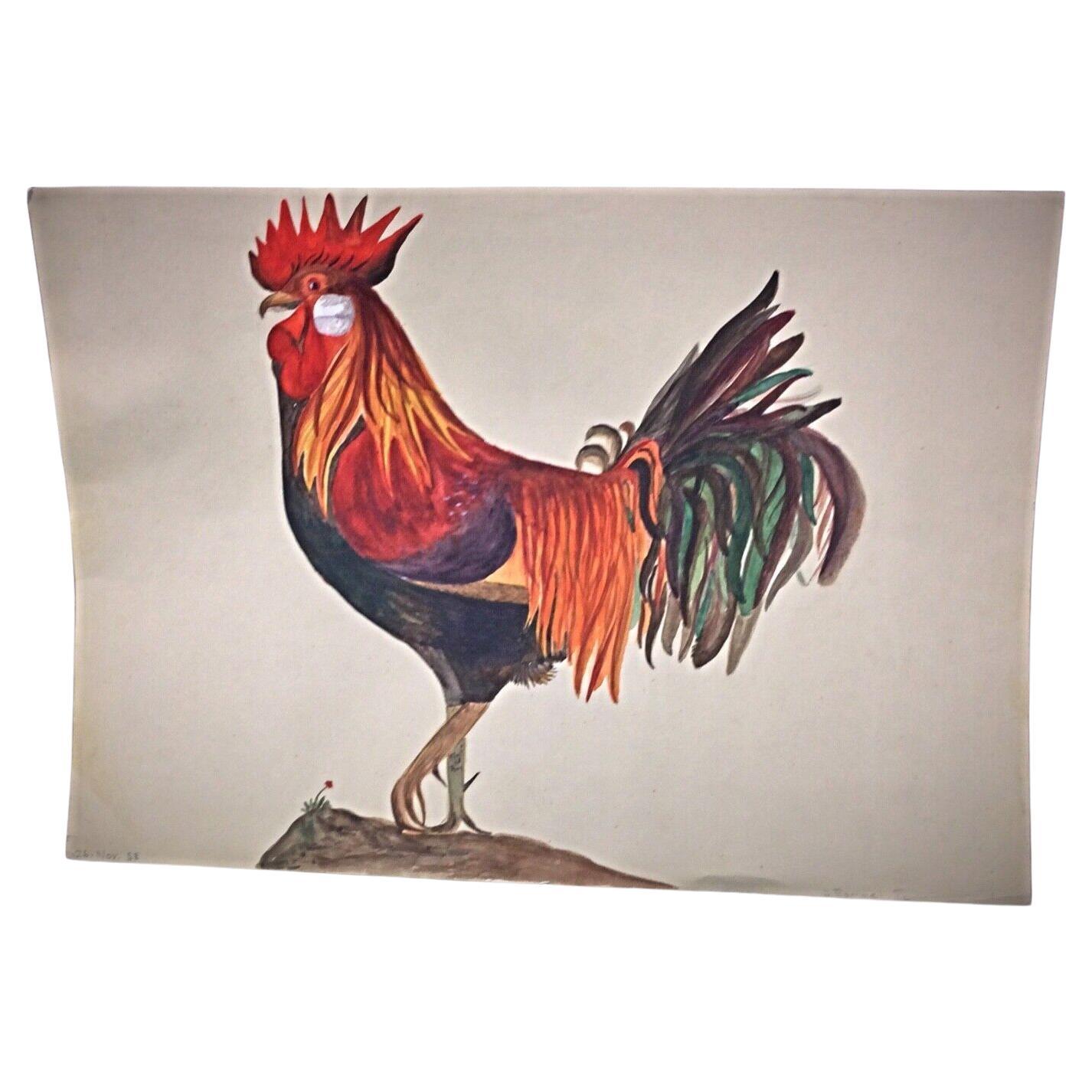 Nature morte au coq à l'aquarelle de 1958 par J. René Rommel - Signée  - 2Y292