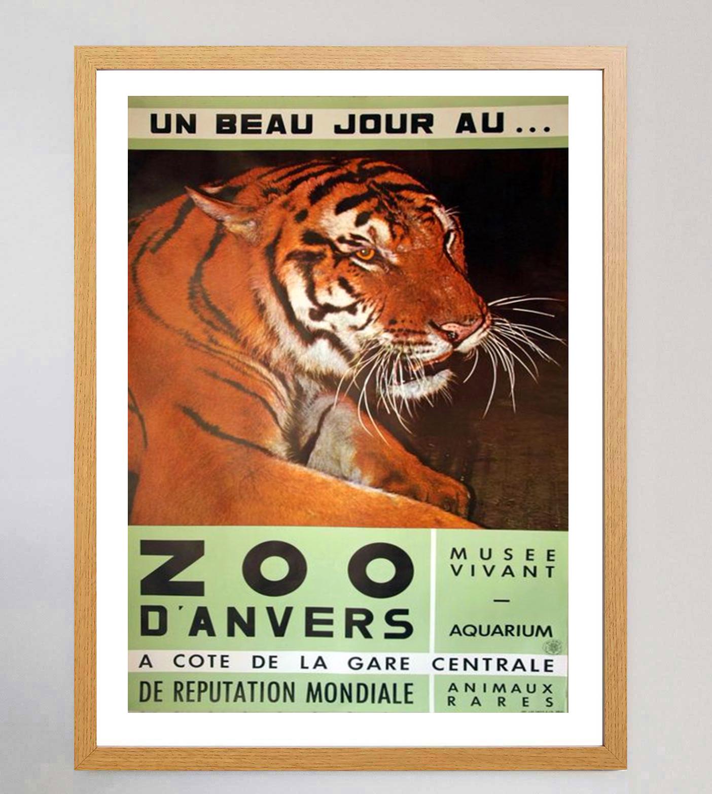 Belgian 1960 Antwerp Zoo Tiger Original Vintage Poster For Sale