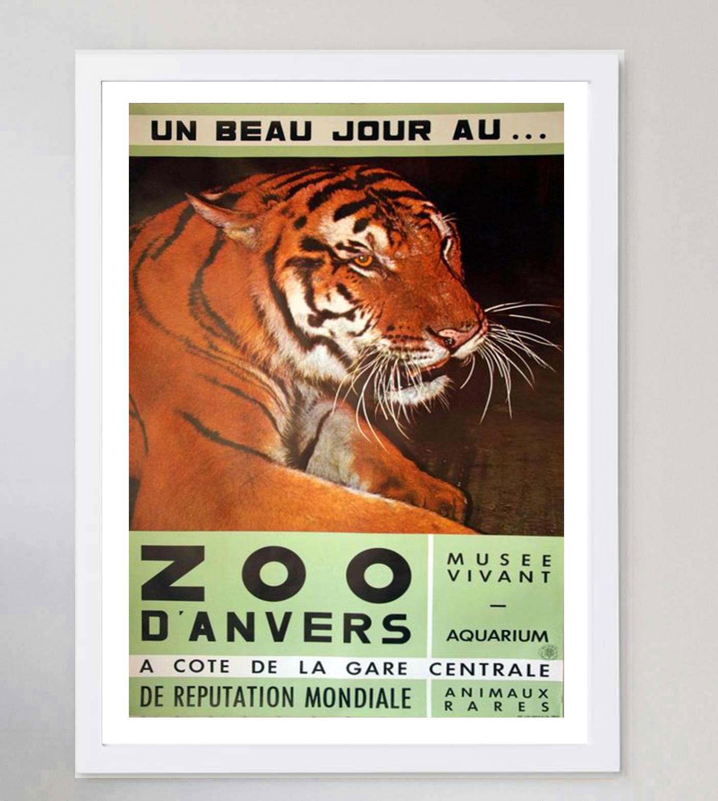 1960 Antwerp Zoo Tiger Original Vintage Poster In Good Condition For Sale In Winchester, GB