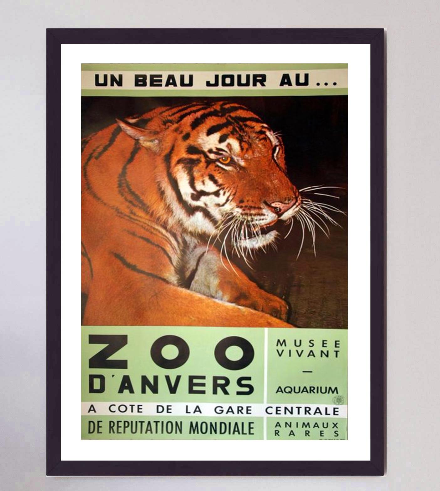 1960 Antwerp Zoo Tiger Póster Vintage Original mediados del siglo XX en venta