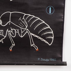 1960 Dr Auzoux French Educational Chart, P.Sougy, La Cigale, S.60