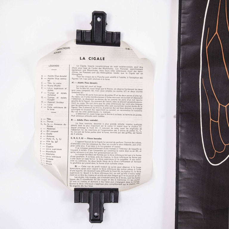 1960 Dr Auzoux French Educational Chart P Sougy La Cigale S 60 For Sale At 1stdibs