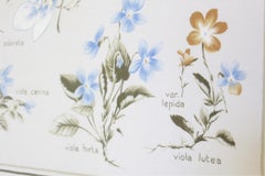 Violets Flowers Chart Poster , Italy 1960s