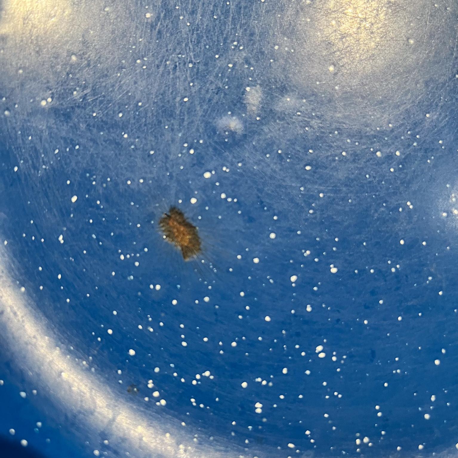 1960s Speckled Blue 15 Enamelware Plates Camping Dinnerware Mexico In Good Condition For Sale In Chula Vista, CA