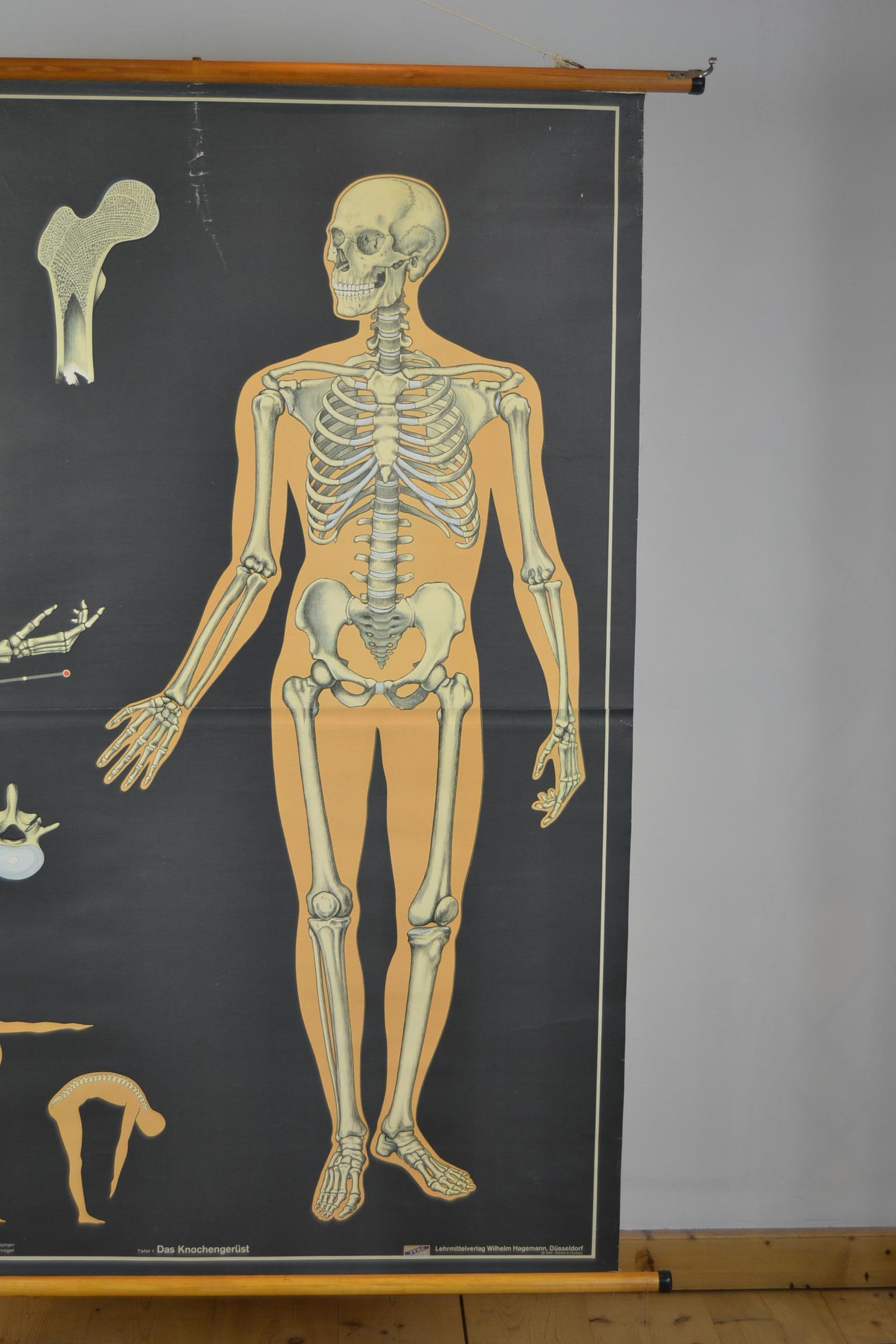 1960s Anatomical Chart Human Skeleton by Wilhelm Hagemann, Germany 6