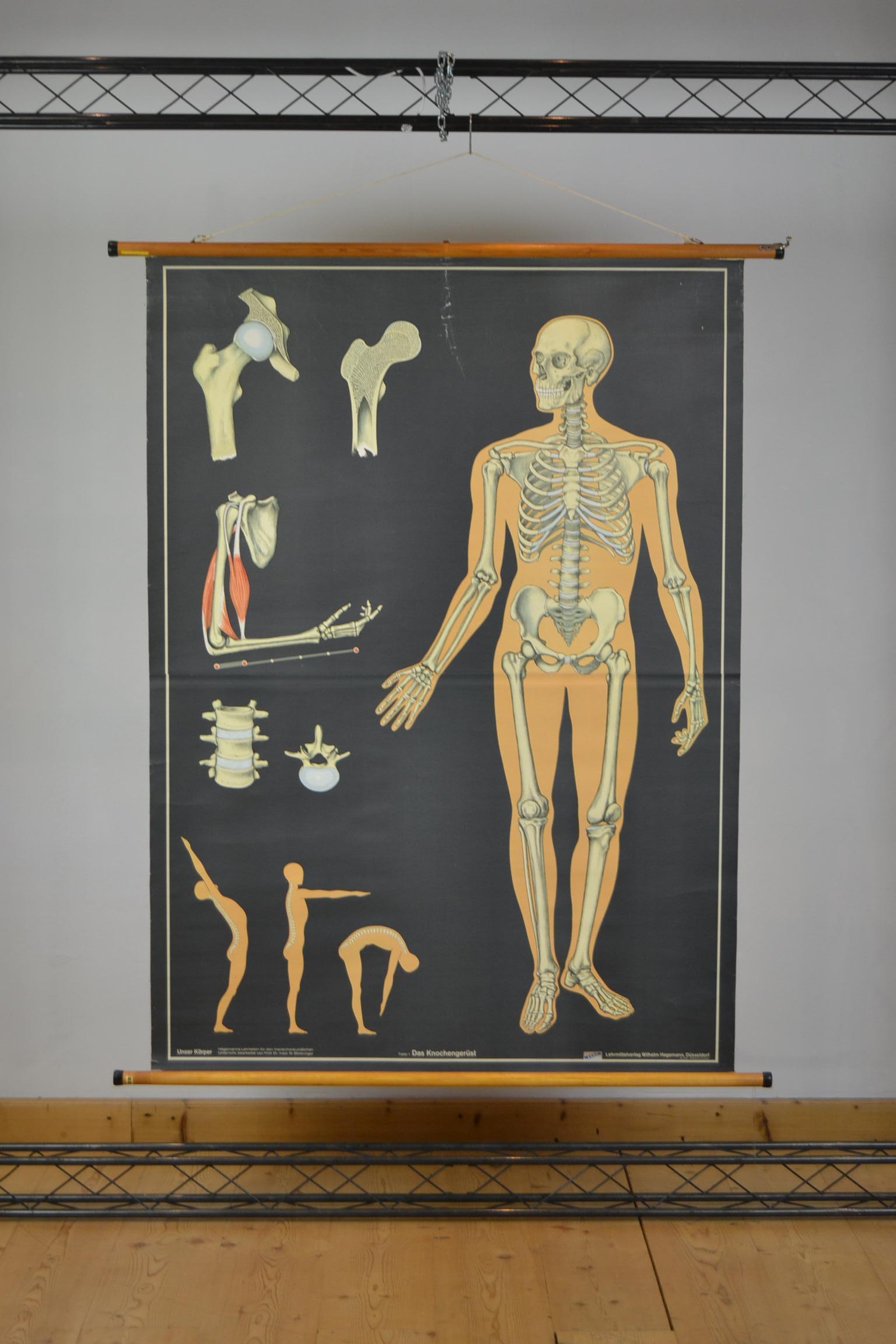 1960s Anatomical Chart Human Skeleton by Wilhelm Hagemann, Germany 7