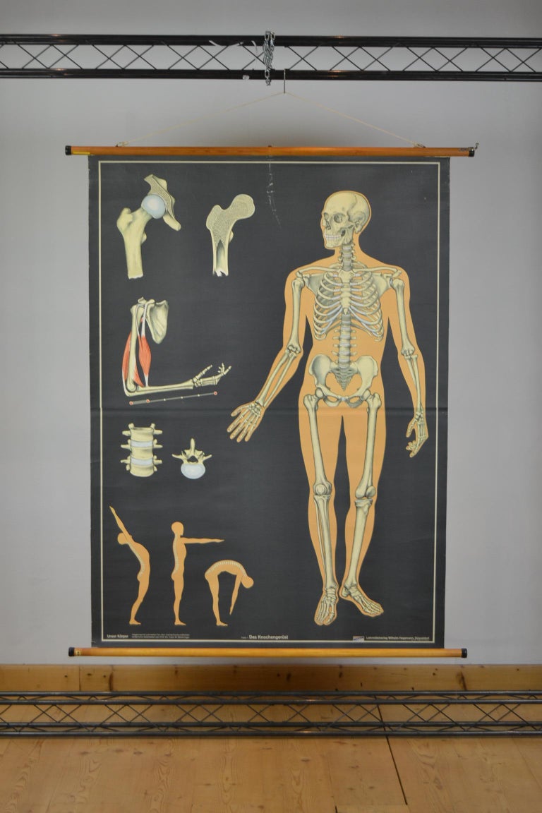 1960s Anatomical Chart Human Skeleton By Wilhelm Hagemann Germany For Sale At 1stdibs