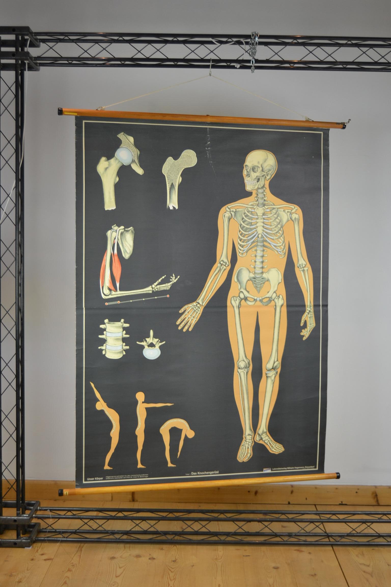 1960s Anatomical Chart Human Skeleton by Wilhelm Hagemann, Germany 11