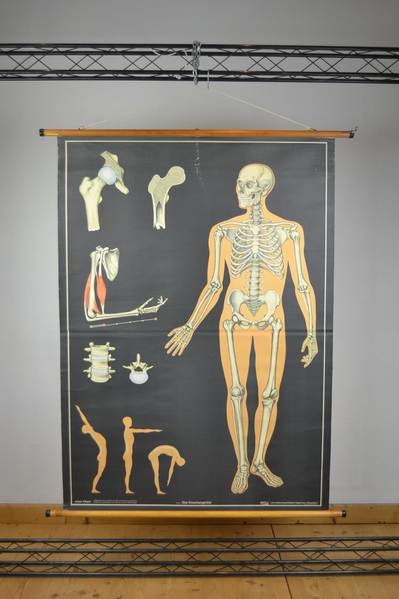 homosapien chart