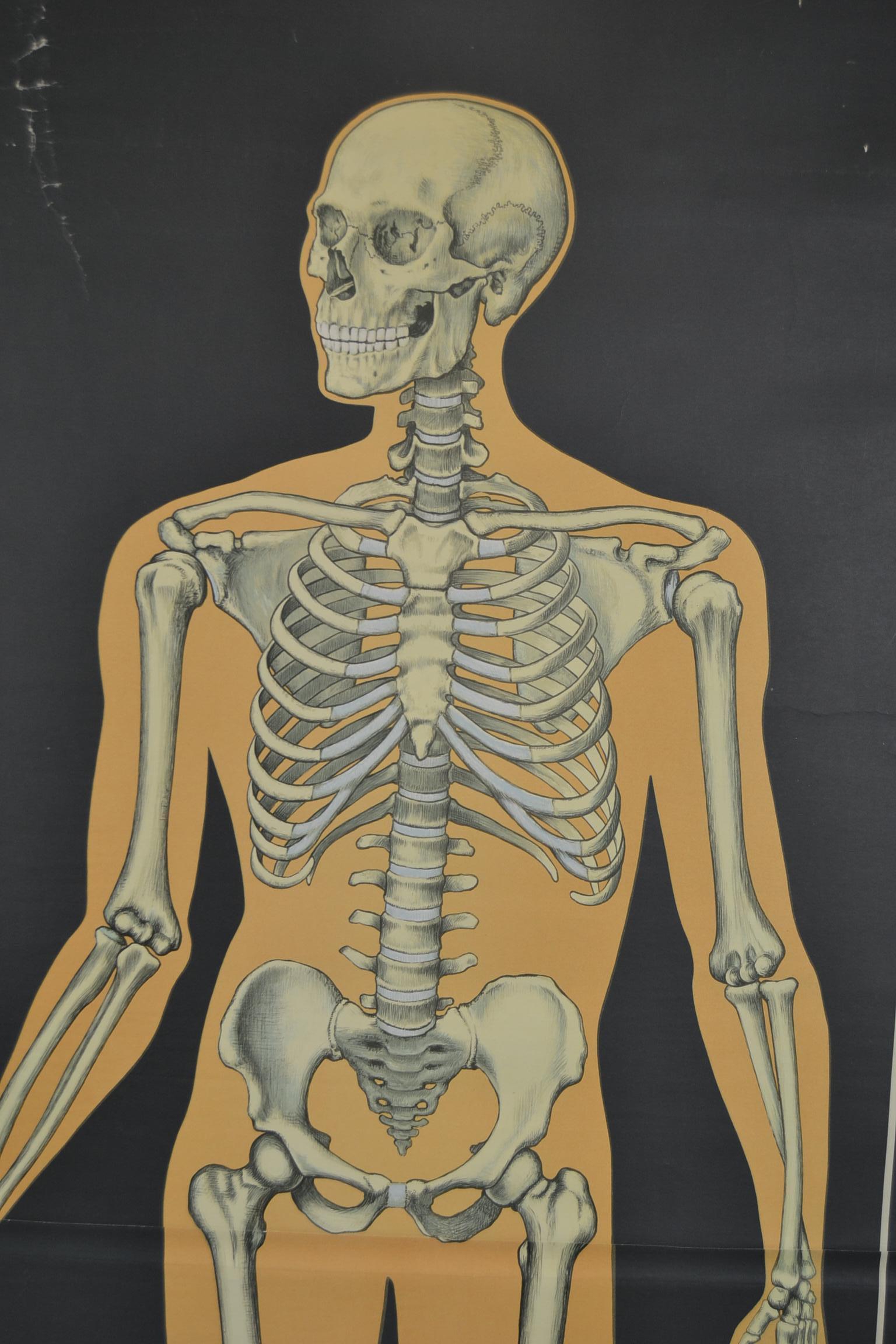 skeletal chart human body