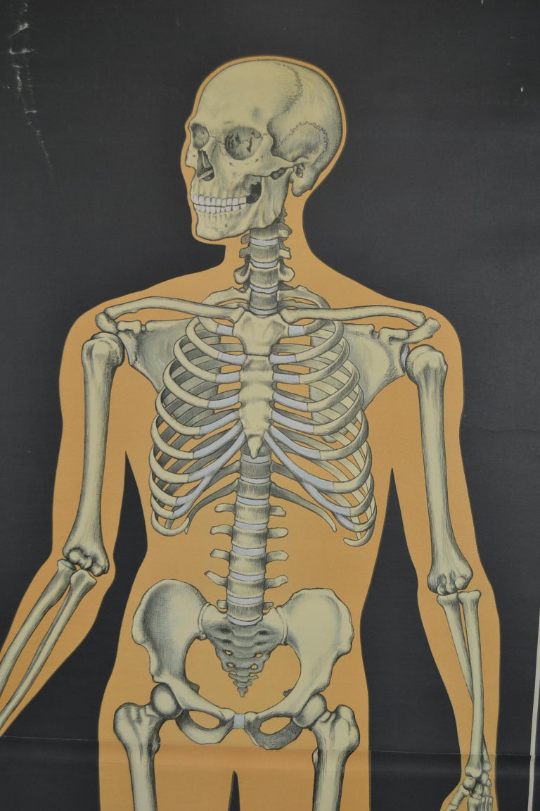 Human Bone Anatomy Chart / Male Human Skeleton Front Back Side Views