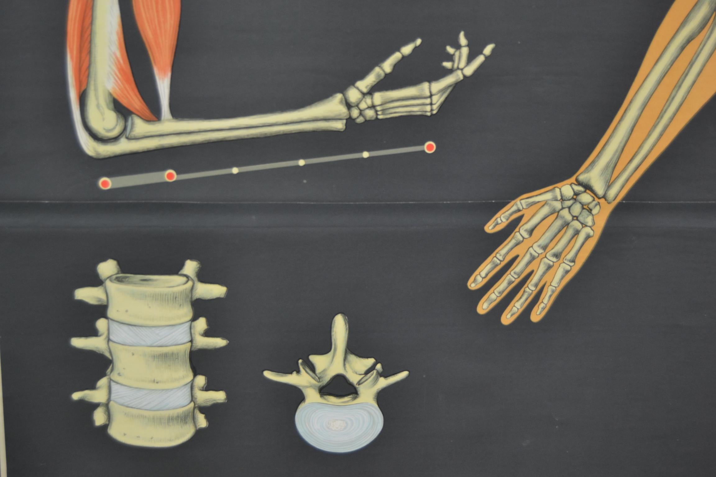 Mid-Century Modern 1960s Anatomical Chart Human Skeleton by Wilhelm Hagemann, Germany