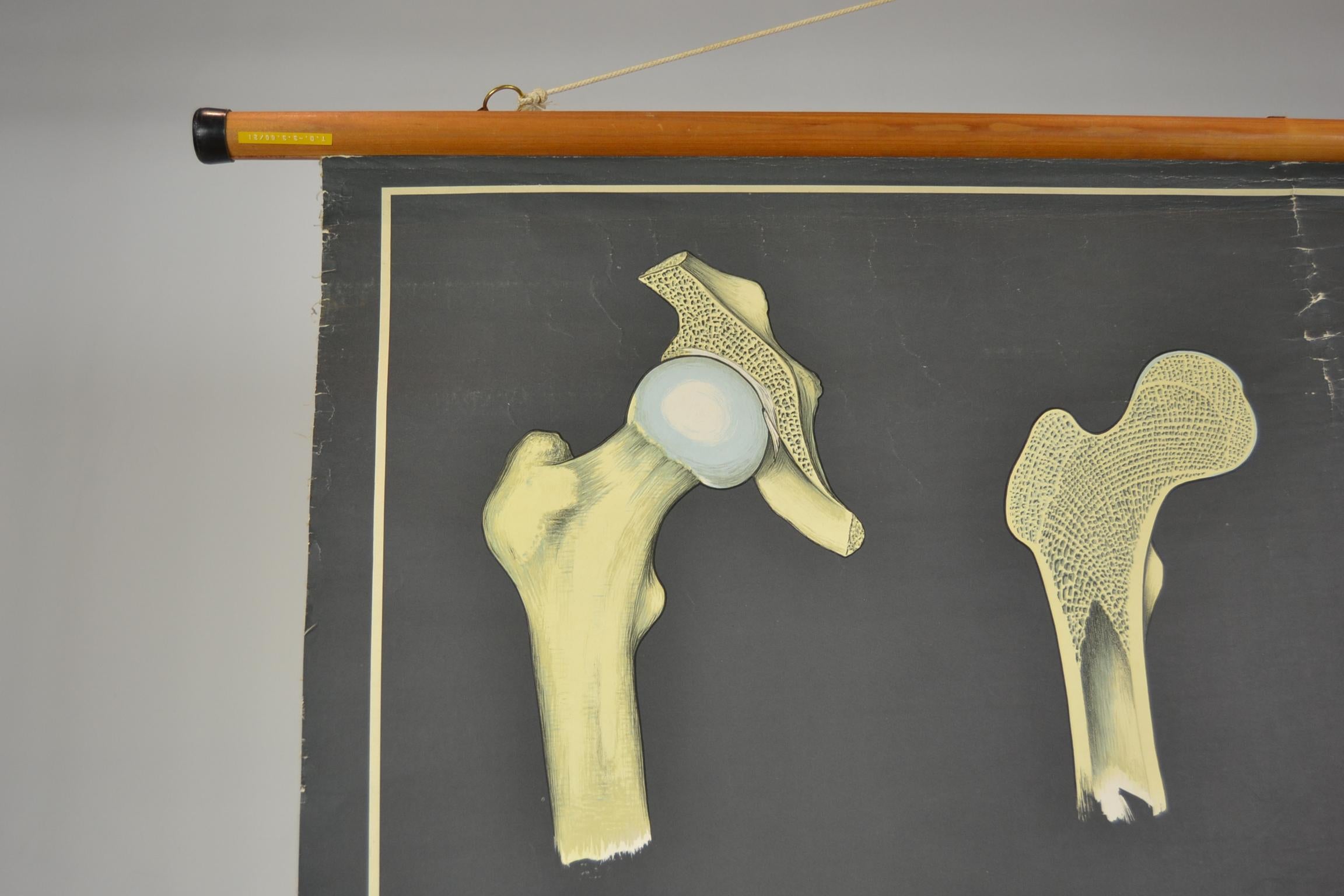 Linen 1960s Anatomical Chart Human Skeleton by Wilhelm Hagemann, Germany