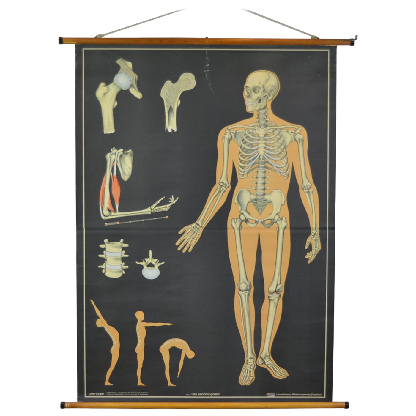 1960s Anatomical Chart Human Skeleton by Wilhelm Hagemann, Germany