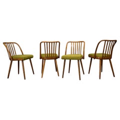 Juego de 4 sillas de comedor de haya Antonin Suman, años 60