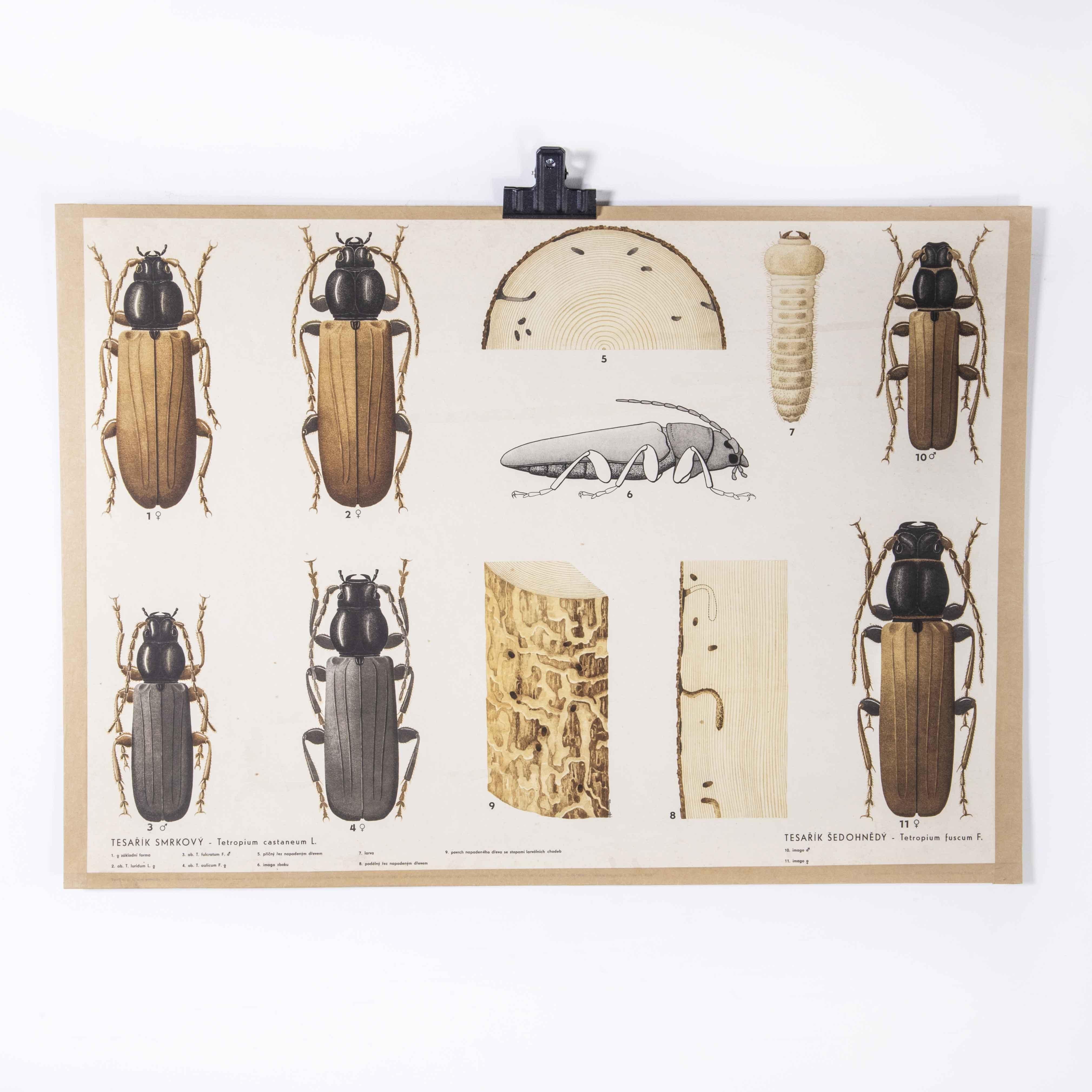 1960’s Beetle Educational poster
1960’s Beetle Educational poster. Early 20th century Czechoslovakian educational chart. A rare and vintage wall chart from the Czech Republic illustrating beetles. This heavyweight paper backed poster is in