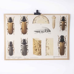1960's Beetle Educational Poster