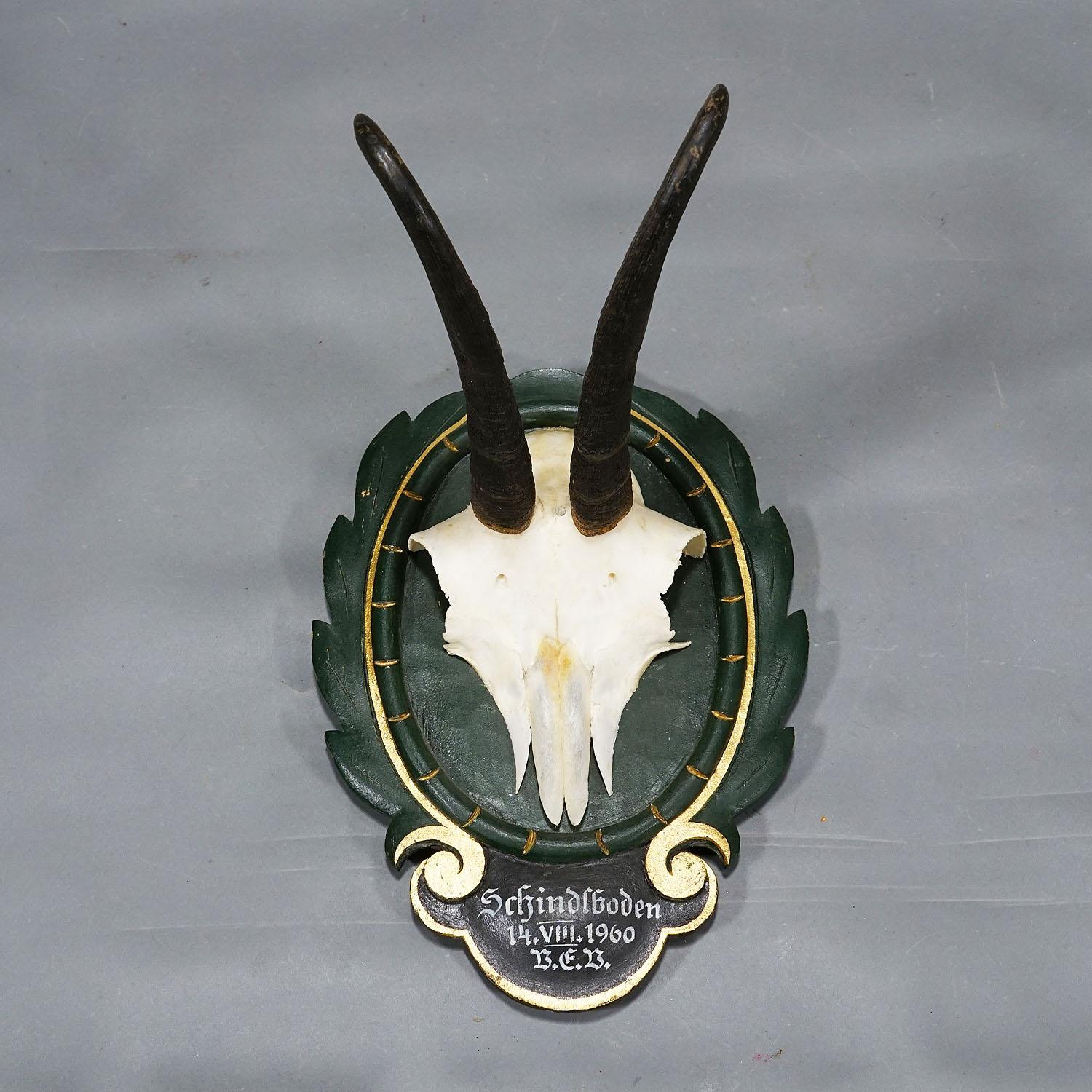 1960s Black Forest Chamois Trophy on Carved and Painted Plaque In Good Condition For Sale In Berghuelen, DE