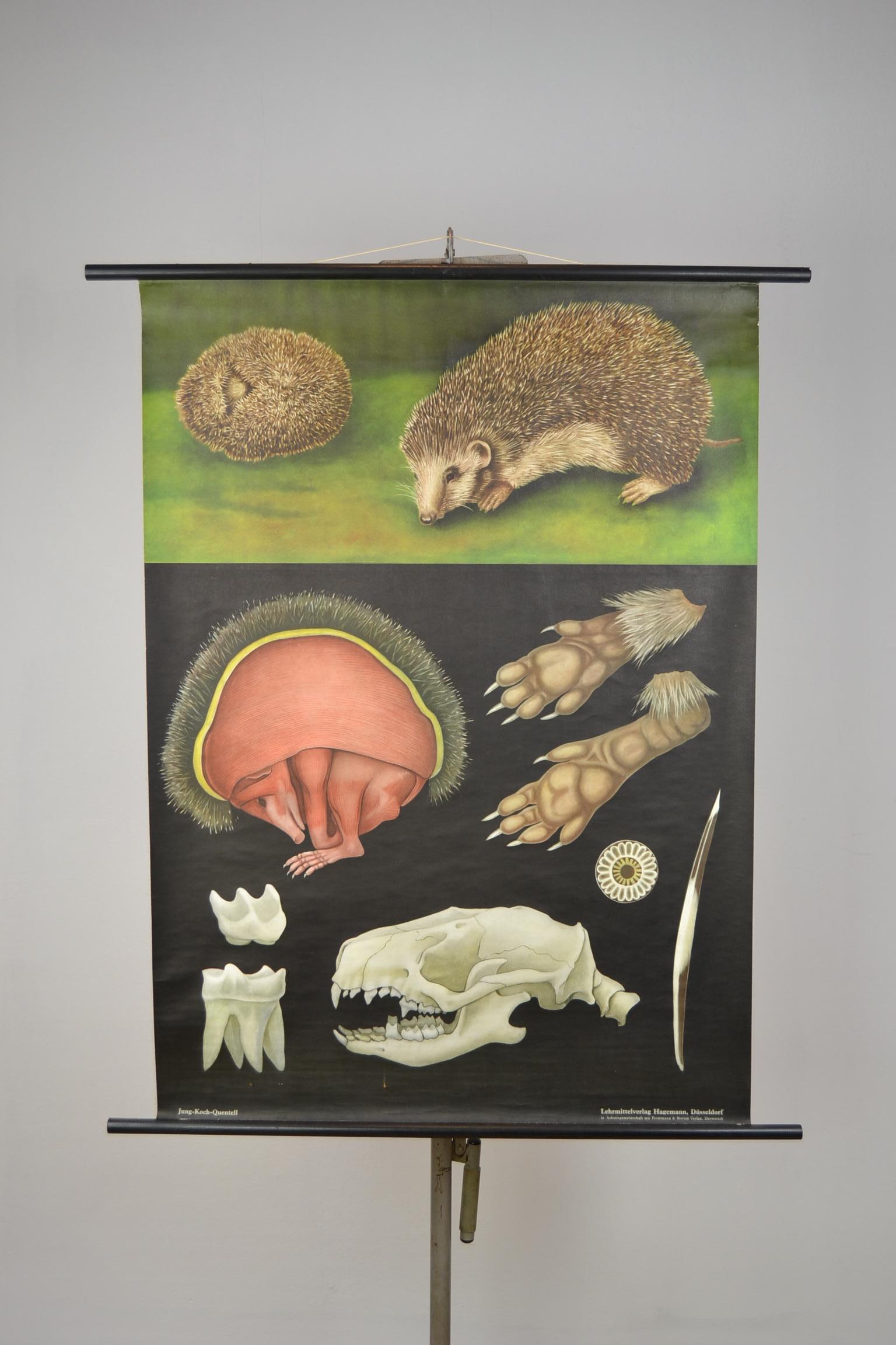 1960s Canvas Wall School Chart of the Hedgehog by Jung Koch Quentell 8