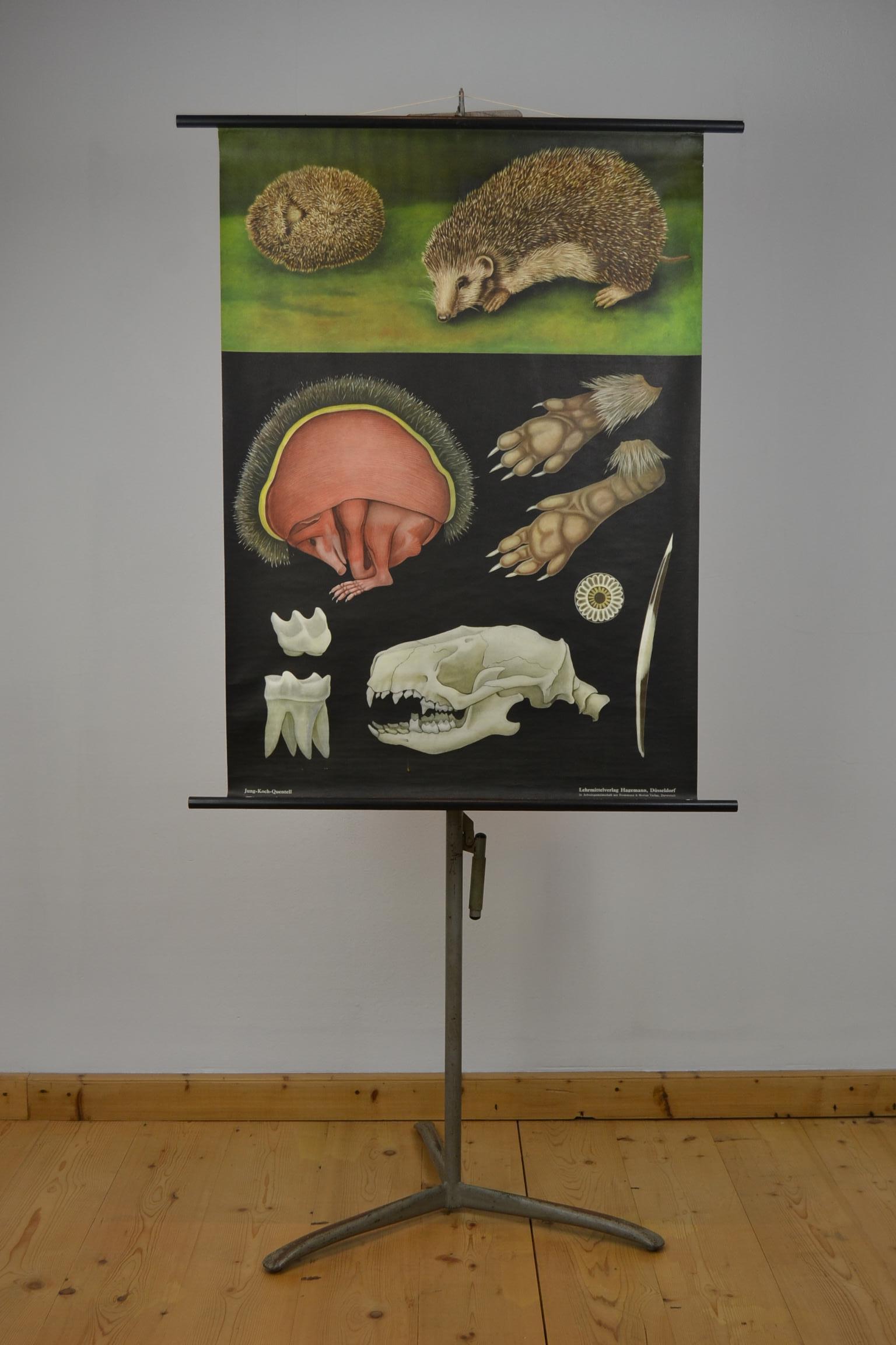 1960s canvas wall school chart,
Pull down chart with beautiful illustration of the hedgehog.
It shows the anatomical details of the animal on a black background.

This pull down map with animal theme is printed on paper and backed with canvas
