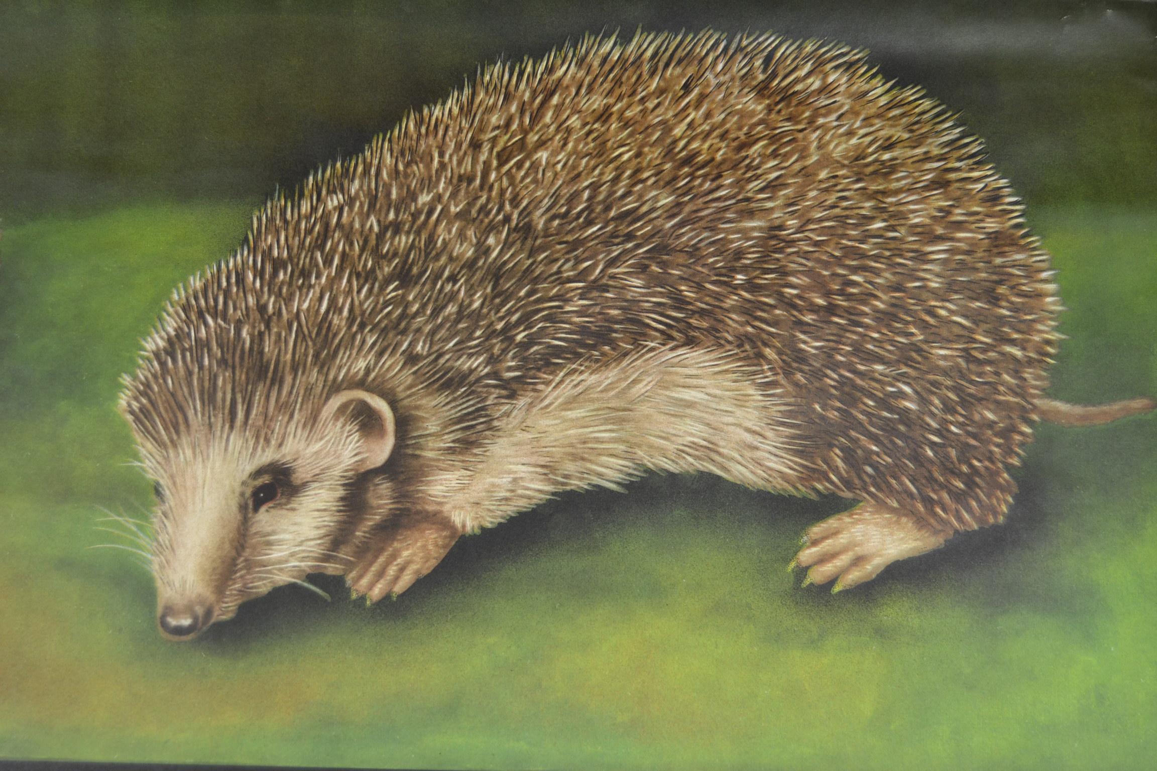Mid-Century Modern 1960s Canvas Wall School Chart of the Hedgehog by Jung Koch Quentell