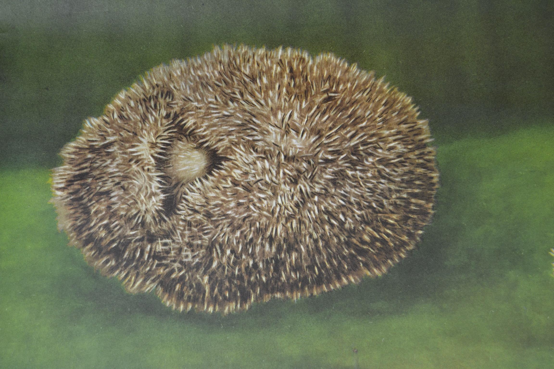 German 1960s Canvas Wall School Chart of the Hedgehog by Jung Koch Quentell