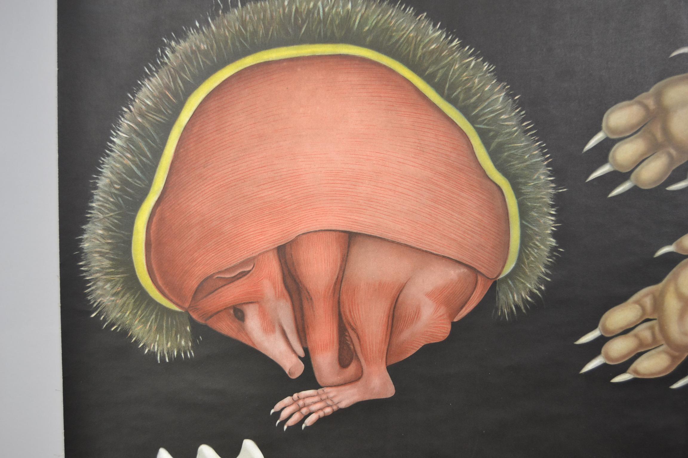 1960s Canvas Wall School Chart of the Hedgehog by Jung Koch Quentell In Good Condition In Antwerp, BE