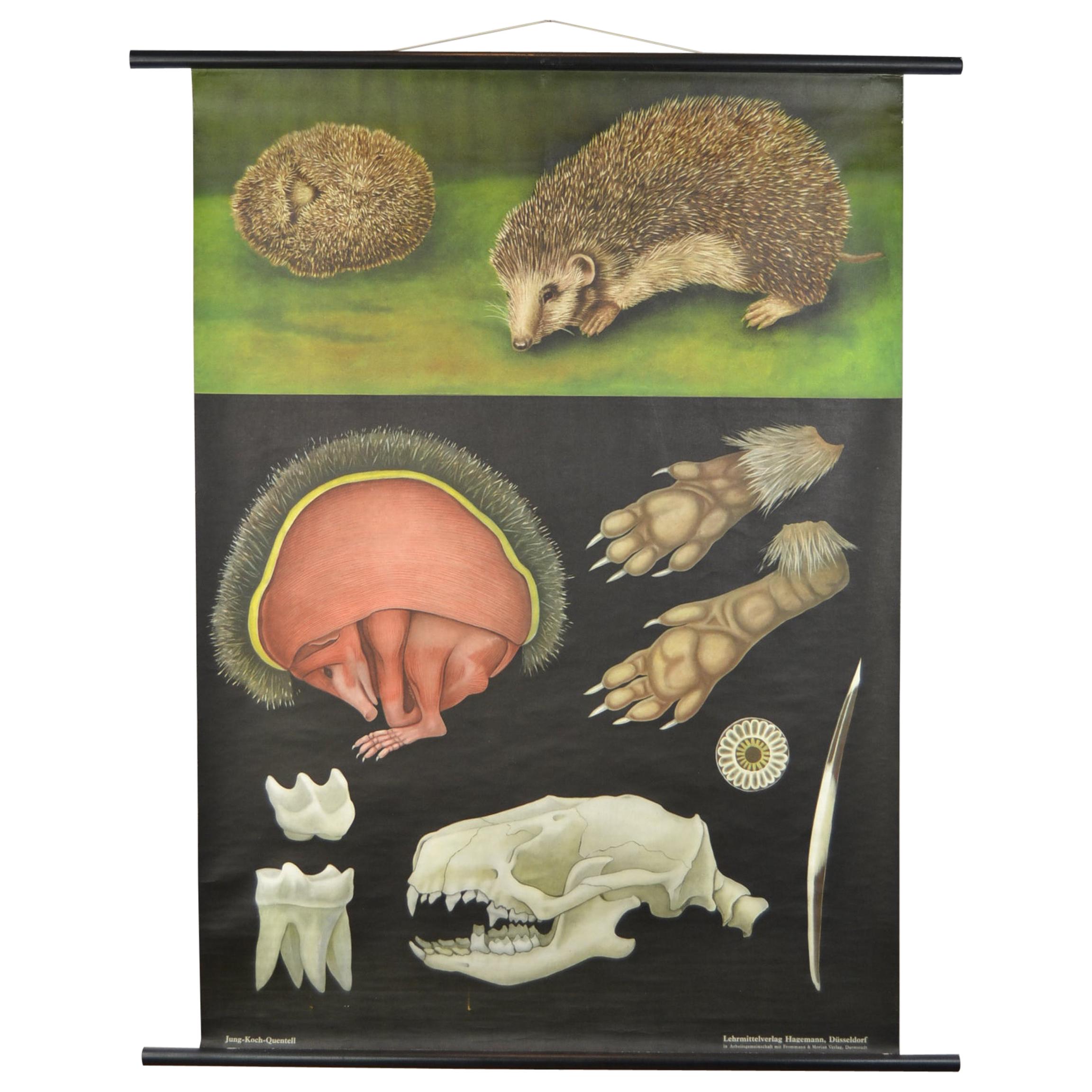 1960s Canvas Wall School Chart of the Hedgehog by Jung Koch Quentell