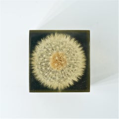 1960s Dandelion Resin Art Paperweight Vintage McM Modern Flower Power Gift