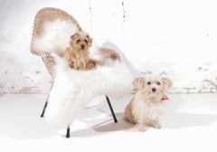 1960s Dutch Wicker Bucket / Basket Chair with Icelandic Sheepskin-2