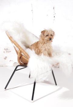 1960s Dutch Wicker Bucket / Basket Chair with Icelandic Sheepskin