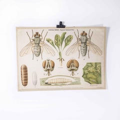 1960's Fly and Lavae Educational Poster