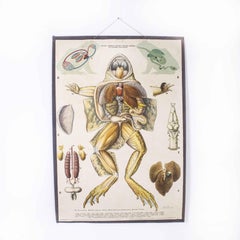 1960's Frog Educational Poster