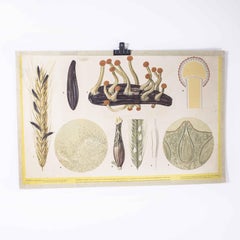 1960's Grains Educational Poster