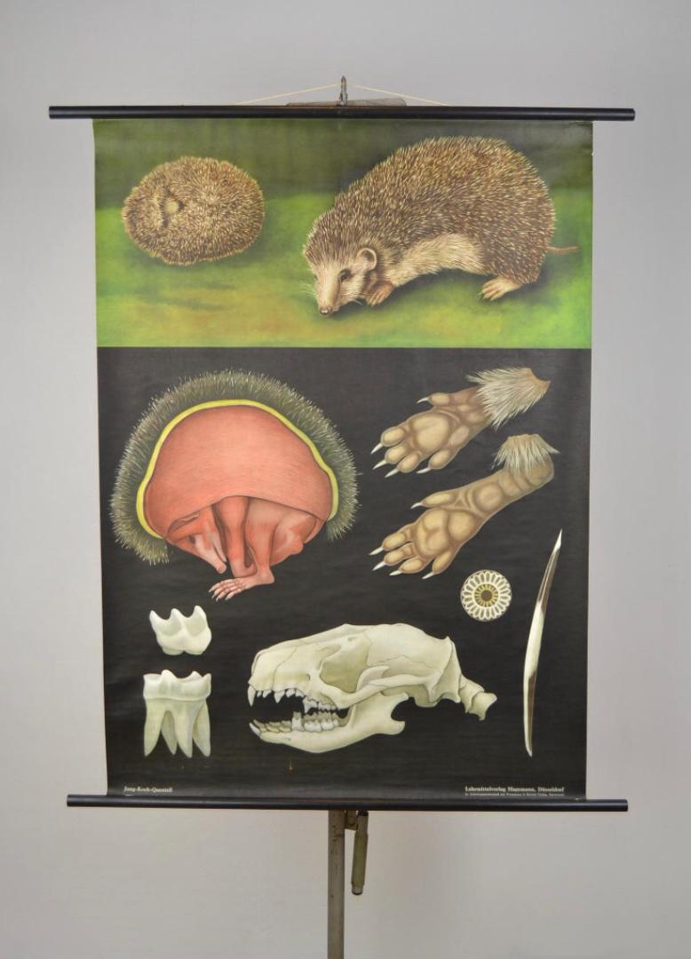 1960s Hedgehog Wall School Chart by Jung Koch Quentell For Sale 6