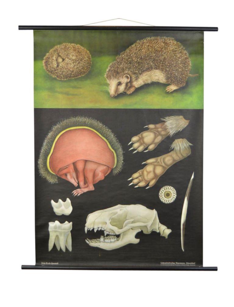 1960s Hedgehog Wall School Chart by Jung Koch Quentell For Sale 9