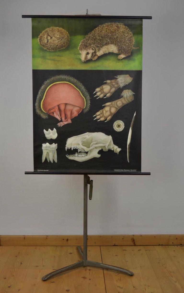 Igel-Wandtafel aus den 1960er Jahren von Jung Koch Quentell.
Eine alte Schultafel mit einer schönen Illustration des Igels.
Es zeigt die anatomischen Details des Tieres auf schwarzem Hintergrund.
Es handelt sich um eine Leinwand-Schulwandtafel -