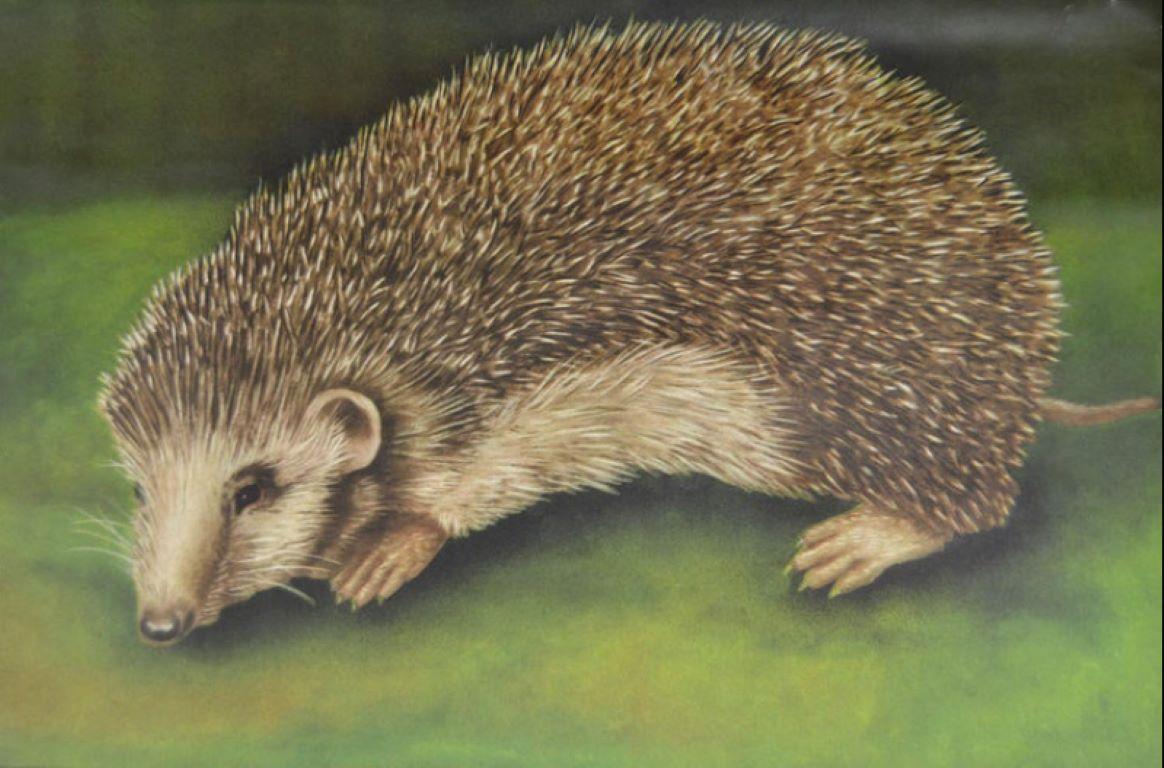 Mid-Century Modern 1960s Hedgehog Wall School Chart by Jung Koch Quentell For Sale